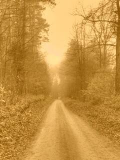 Дорога через лес обои