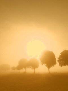 Деревья в поле обои