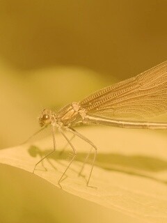 Стрекоза на листе обои