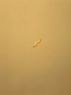 Полет  обои