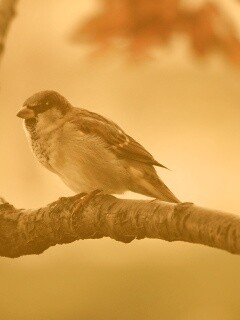 Птичка на ветке обои
