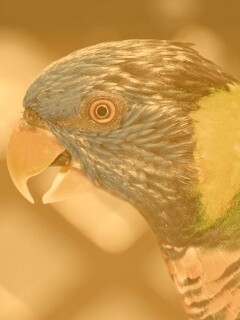 Красноглазйы попугай обои