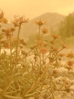 Горные цветы обои