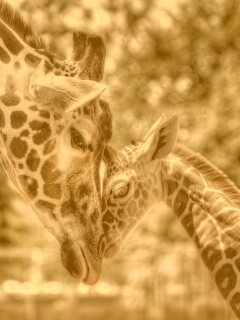 Жирафа и жирафёнок обои