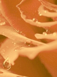 Капли на лепестках розы обои