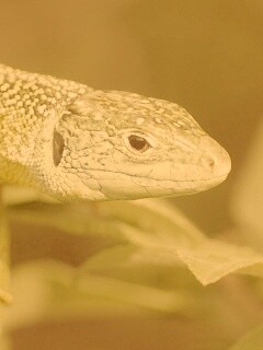 Ящерка на листьях обои