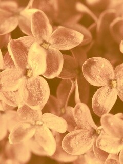 Цветы сирени обои