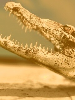 Крокодил разинул пасть обои