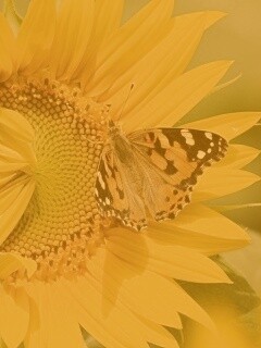 Бабочка на подсолнухе обои