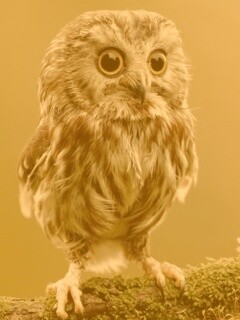 Забавный совёнок обои