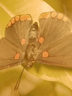 Бабочка на листе обои