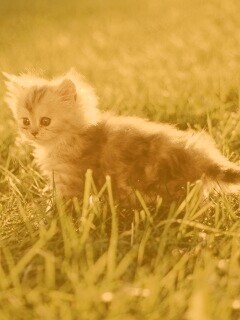 Котёнок в траве обои