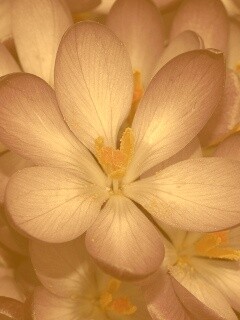 Сиреневый цветок обои