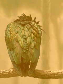 Птица спит на ветке обои