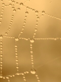 Капли росы на паутине обои
