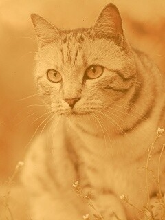Кот в теплых тонах обои