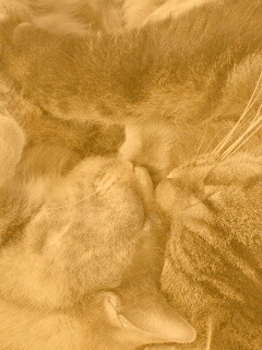 Сладкая парочка обои