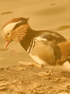 Уточка - мандаринка обои