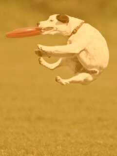 Ловкач обои