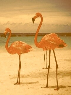 Розовые фламинго на пляже обои