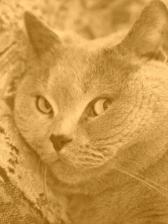 Щекастый британский котик обои