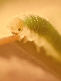 Гусеница бабочки на лепестке обои