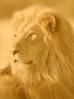 Царь зверей обои