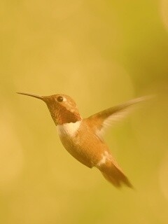 Маленькая колибри обои