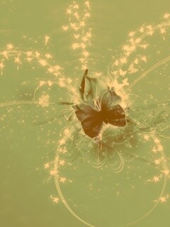 Волшебная бабочка обои