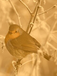 Птичка на ветке обои