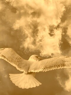 Гордая птица в полете обои