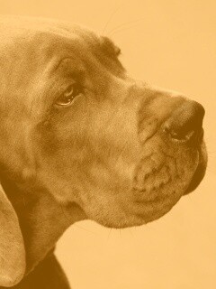 Грустная собака обои