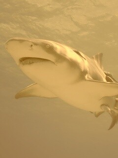 Красивая глубоководная акула обои