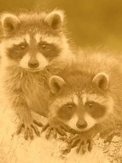 Полосатики обои