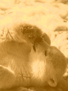 Мишка на севере обои