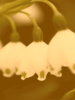 Белые ландыши обои