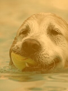 Пёс с игрушкой в зубах обои