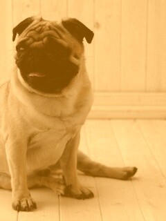 Симпатичный мопс на полу обои