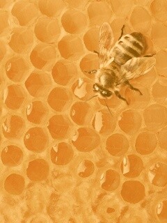 Пчела на сотах с медом обои