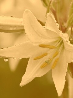 Белая лилия обои