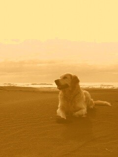 Красивая собака на оранжевом песке обои