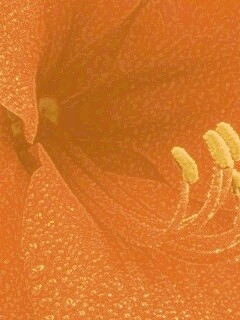 Красная манящая лилия обои