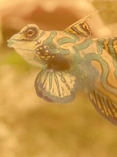 Разноцветная рыбка обои