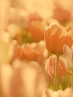 Красивые тюльпаны обои