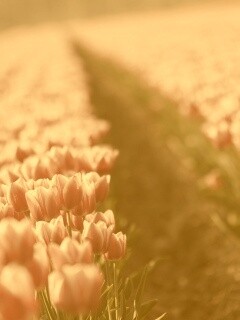 Тропинка в поле розовых тюльпанов обои