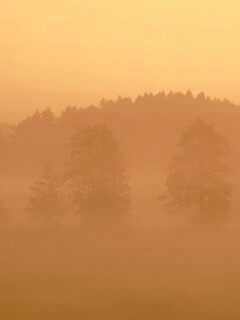 Розовый лес обои