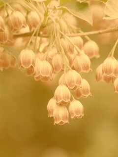 Красные колокольчики обои