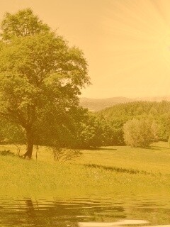 Дерево у воды обои