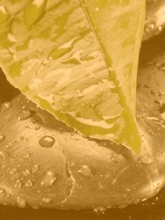 Зеленый лист на черных камнях обои