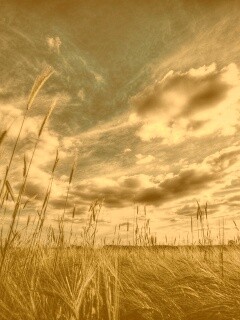 HDR Поле обои